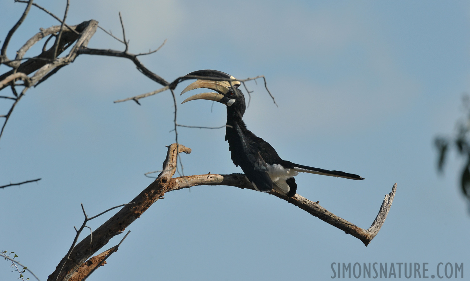 Anthracoceros coronatus [550 mm, 1/1250 sec at f / 11, ISO 800]